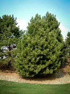 Сосна Чёрная (Pinus Nigra) купить по цене от 270.00р. в интернет-магазине «Посадика» с доставкой почтой в в Нолинске и по всей России – [изображение №1].