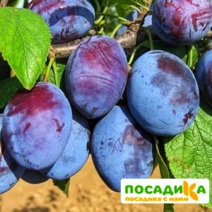 Слива Чачакская ранняя купить по цене от 229.00р. в интернет-магазине «Посадика» с доставкой почтой в в Нолинске и по всей России – [изображение №1].