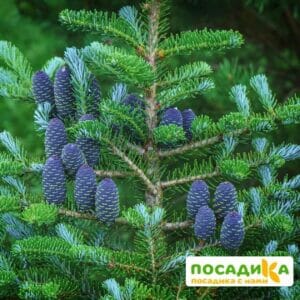 Пихта корейская (Abies koreana) купить по цене от 450.00р. в интернет-магазине «Посадика» с доставкой почтой в в Нолинске и по всей России – [изображение №1].