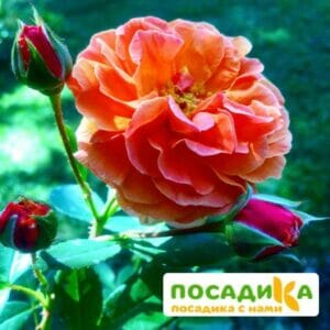 Роза Арабия купить по цене от 350.00р. в интернет-магазине «Посадика» с доставкой почтой в в Нолинске и по всей России – [изображение №1].