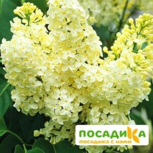 Сирень Примроуз (Primrose) купить по цене от 529.00р. в интернет-магазине «Посадика» с доставкой почтой в в Нолинске и по всей России – [изображение №1].