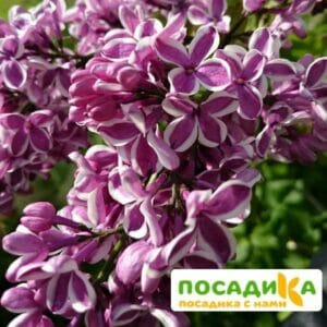 Сирень Сенсация купить по цене от 529.00р. в интернет-магазине «Посадика» с доставкой почтой в в Нолинске и по всей России – [изображение №1].