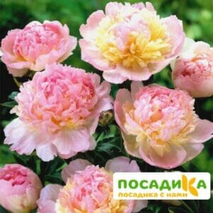 Пион Распберри Сандей (Paeonia Raspberry Sundae) купить по цене от 959р. в интернет-магазине «Посадика» с доставкой почтой в в Нолинске и по всей России – [изображение №1].