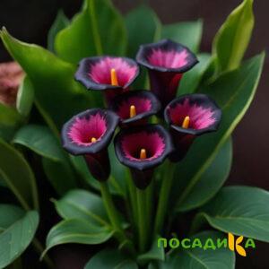 Калла Аура Лейс купить по цене от 400р. в интернет-магазине «Посадика» с доставкой почтой в в Нолинске и по всей России – [изображение №1].