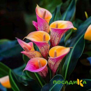 Калла Оникс купить по цене от 450р. в интернет-магазине «Посадика» с доставкой почтой в в Нолинске и по всей России – [изображение №1].