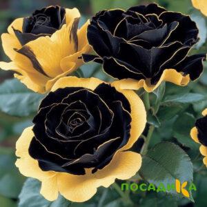 Роза Ханни Сикл купить по цене от 700р. в интернет-магазине «Посадика» с доставкой почтой в в Нолинске и по всей России – [изображение №1].