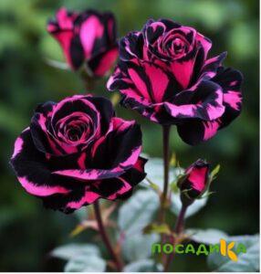 Роза Багровый Шепот купить по цене от 366р. в интернет-магазине «Посадика» с доставкой почтой в в Нолинске и по всей России – [изображение №1].