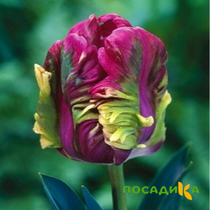 Тюльпан Экзотик Хэвен купить по цене от 186р. в интернет-магазине «Посадика» с доставкой почтой в в Нолинске и по всей России – [изображение №1].