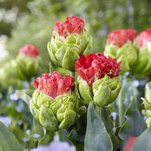 Тюльпан Бычий Глаз купить по цене от 275р. в интернет-магазине «Посадика» с доставкой почтой в в Нолинске и по всей России – [изображение №1].