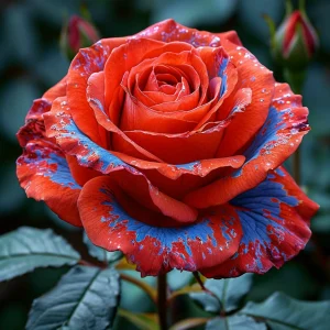 Роза Сикрет Гарден купить по цене от 619р. в интернет-магазине «Посадика» с доставкой почтой в в Нолинске и по всей России – [изображение №1].