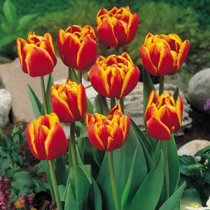 Тюльпан Блэк Фаер купить по цене от 275р. в интернет-магазине «Посадика» с доставкой почтой в в Нолинске и по всей России – [изображение №1].