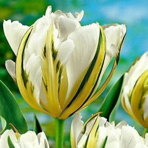 Тюльпан Экзотик Пуруссима купить по цене от 305р. в интернет-магазине «Посадика» с доставкой почтой в в Нолинске и по всей России – [изображение №1].