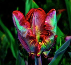 Тюльпан Эирпрайз купить по цене от 270р. в интернет-магазине «Посадика» с доставкой почтой в в Нолинске и по всей России – [изображение №1].