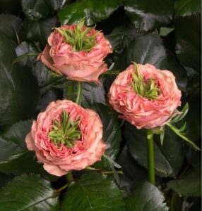 Роза Амбер Инчант купить по цене от 495р. в интернет-магазине «Посадика» с доставкой почтой в в Нолинске и по всей России – [изображение №1].