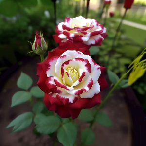 Роза Роял Глом купить по цене от 401р. в интернет-магазине «Посадика» с доставкой почтой в в Нолинске и по всей России – [изображение №1].