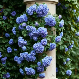 Роза плетистая Блю Перпл купить по цене от 540р. в интернет-магазине «Посадика» с доставкой почтой в в Нолинске и по всей России – [изображение №1].